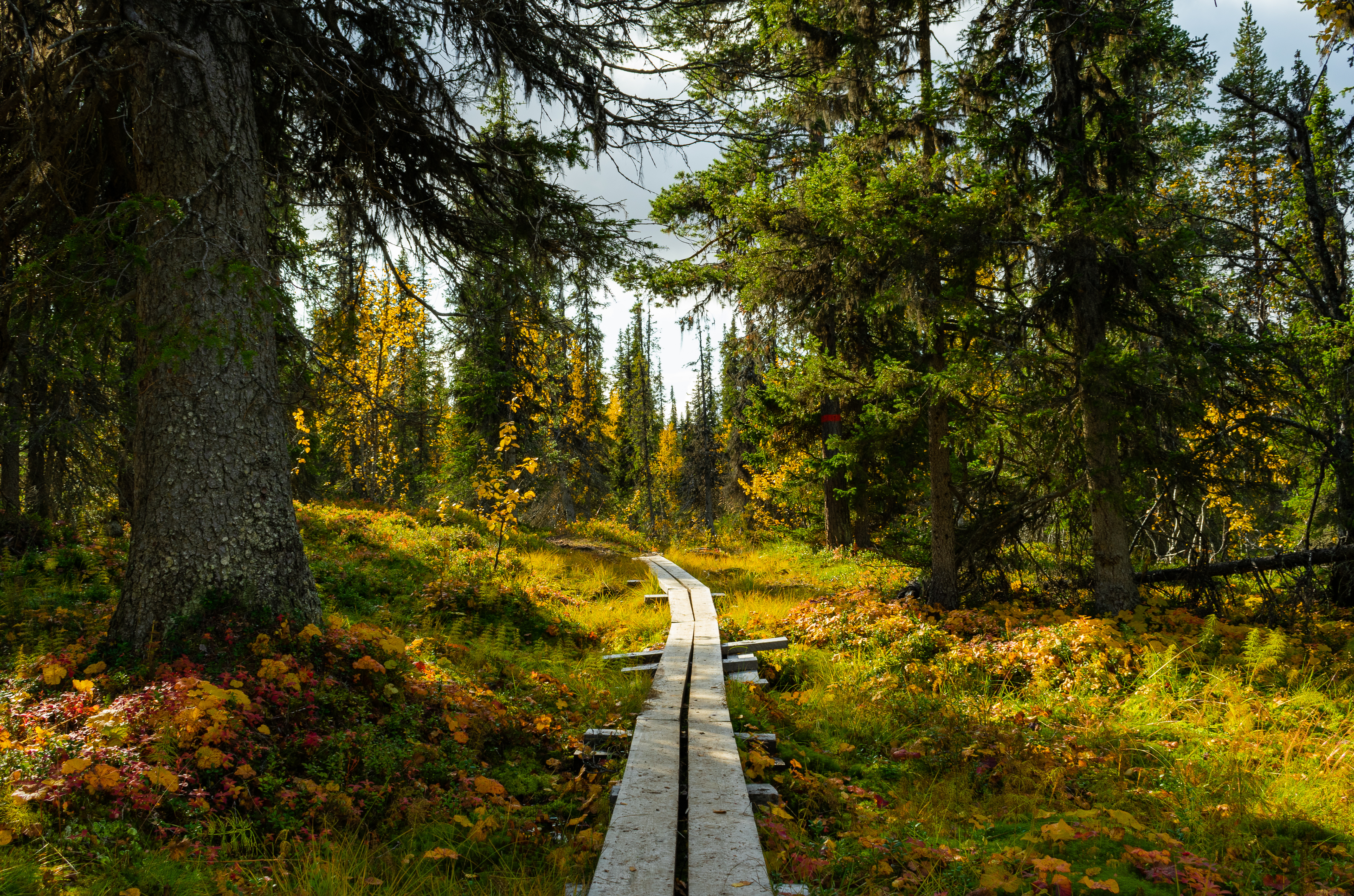 En vy över en led i skogen. 